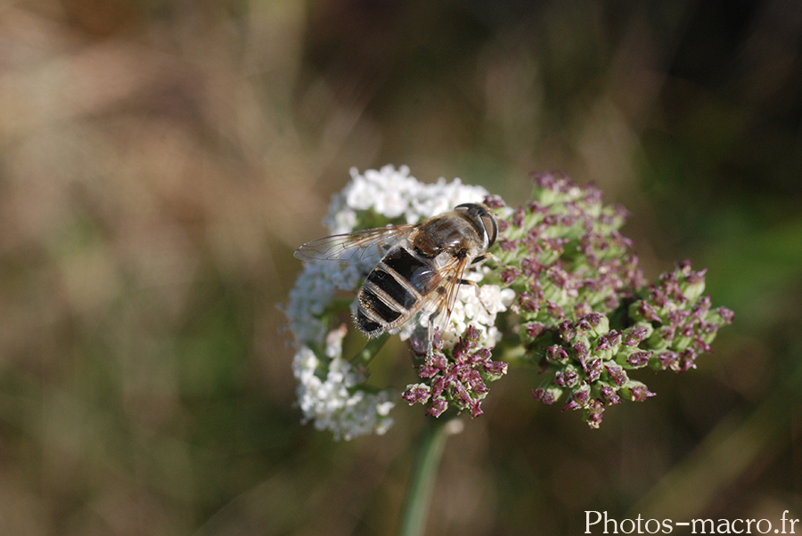 Eristalis arbustorum